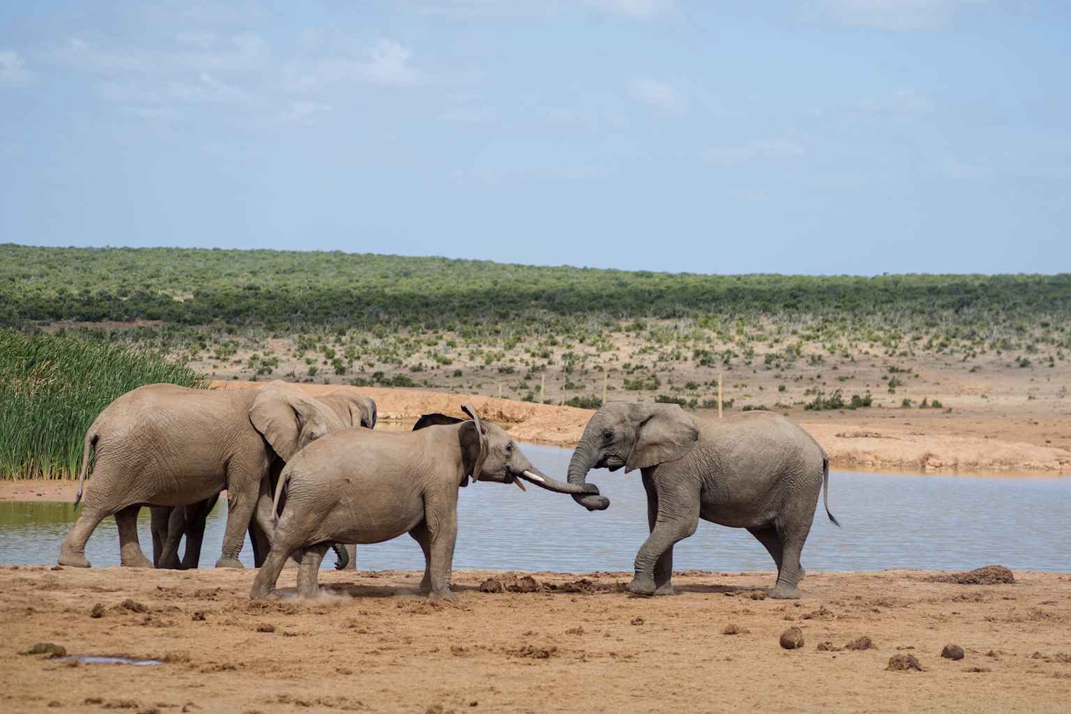 Three elephants.